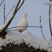 Doves Winter 2011 (5)